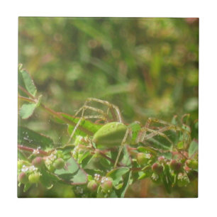 Lynx Spider Tegeltje
