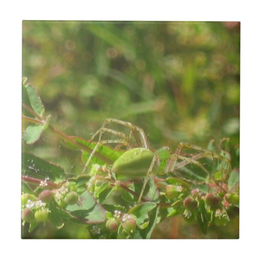 Lynx Spider Tegeltje (Voorkant)