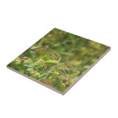 Lynx Spider Tegeltje (Zijkant)