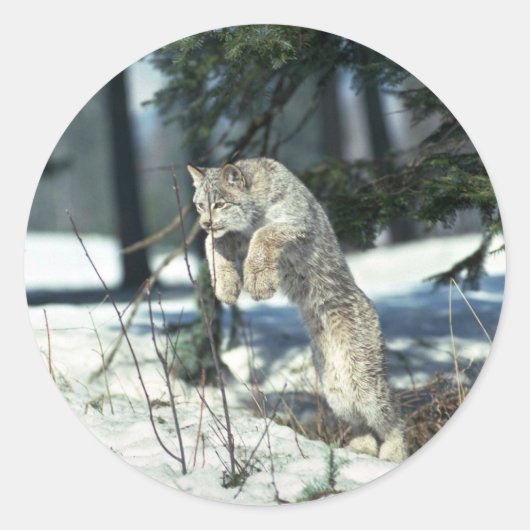 Lynx springen, bounding op sneeuw ronde sticker (Voorkant)