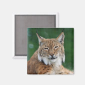 Lynx/Wildcat Magnet (Voorkant / Achterkant)