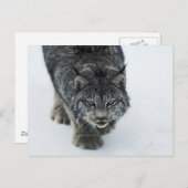 Lynx Winter Briefkaart (Voorkant / Achterkant)