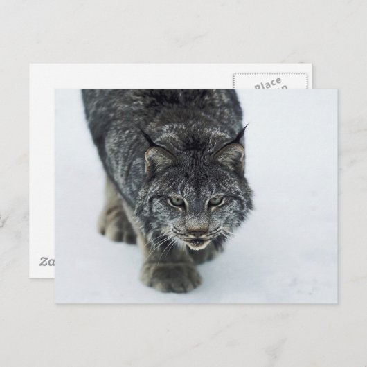 Lynx Winter Briefkaart (Voorkant / Achterkant)