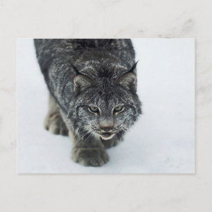 Lynx Winter Briefkaart