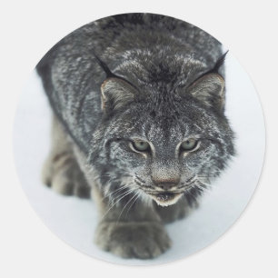 Lynx Winter Ronde Sticker