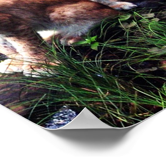 Lynxes poster (Hoek)