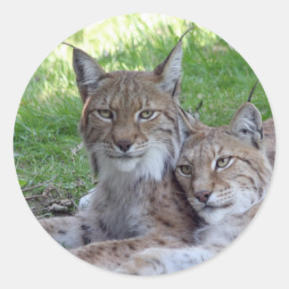 lynxpaar ronde sticker