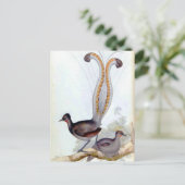 Lyre Bird Vintage Poster Briefkaart (Staand voorkant)