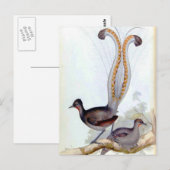 Lyre Bird Vintage Poster Briefkaart (Voorkant / Achterkant)