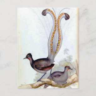 Lyre Bird Vintage Poster Briefkaart
