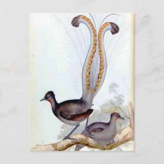 Lyre Bird Vintage Poster Briefkaart (Voorkant)
