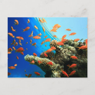 Lyretail-anthias op koraalrif briefkaart
