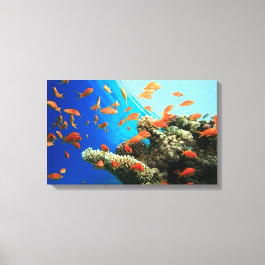 Lyretail-anthias op koraalrif canvas afdruk (Voorkant)