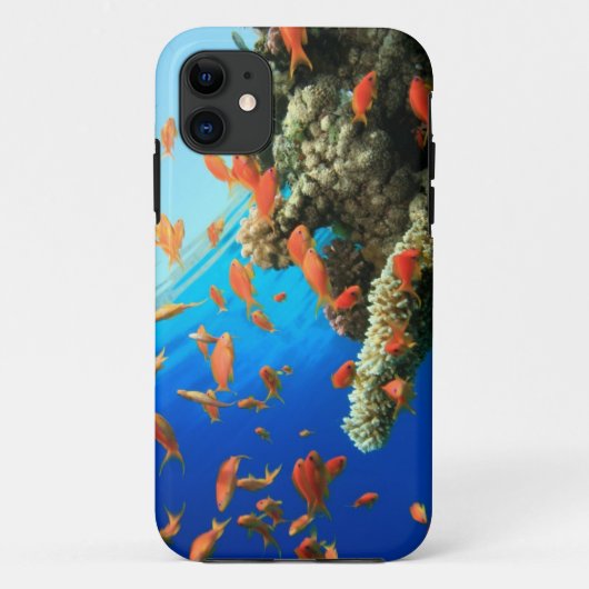 Lyretail-anthias op koraalrif Case-Mate iPhone case (Achterkant)
