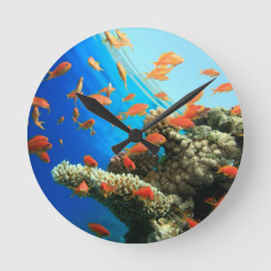 Lyretail-anthias op koraalrif ronde klok