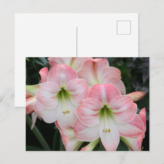 Lys-postkaart Briefkaart (Voorkant / Achterkant)