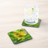 Lysimachia punctata bier onderzetter (Rechterzijde)