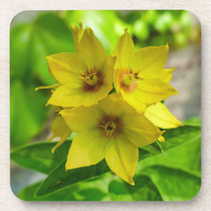 Lysimachia punctata bier onderzetter