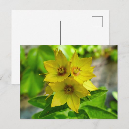 Lysimachia punctata briefkaart (Voorkant / Achterkant)