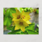 Lysimachia punctata briefkaart (Voorkant)