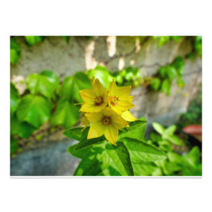 Lysimachia punctata foto afdruk