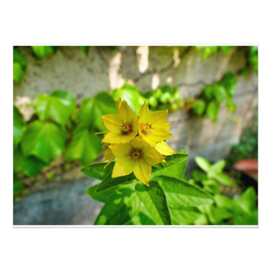 Lysimachia punctata foto afdruk (Voorkant)