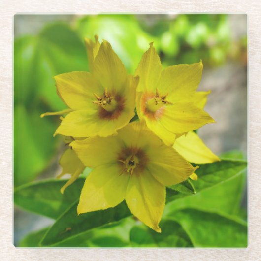Lysimachia punctata glazen onderzetter (Voorkant)