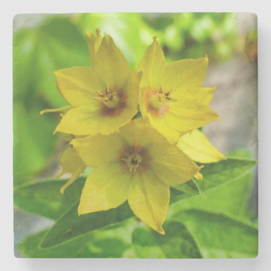 Lysimachia punctata stenen onderzetter (Voorkant)