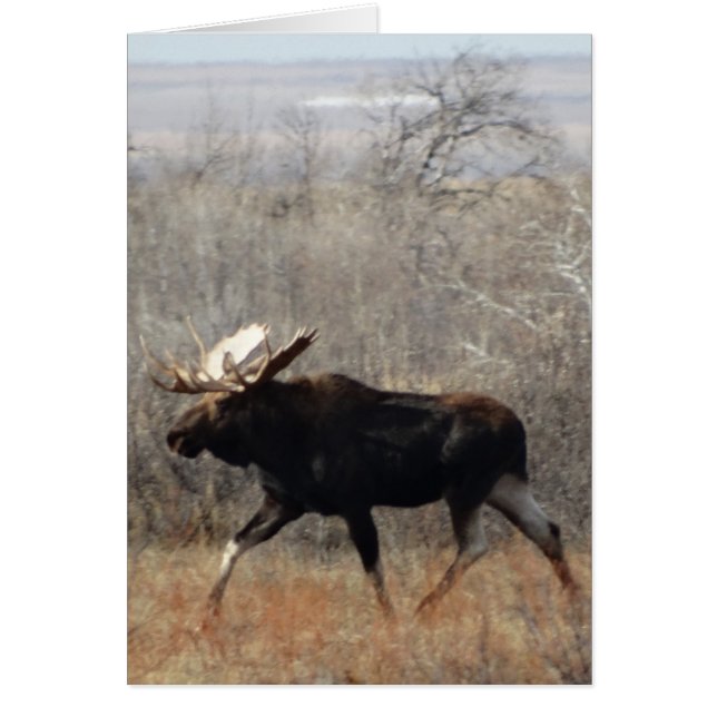 M10 Bull Moose (Voorkant)