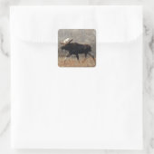 M10 Bull Moose Big Bull Vierkante Sticker (Tas)
