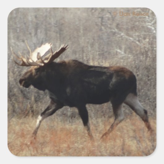 M10 Bull Moose Big Bull Vierkante Sticker (Voorkant)
