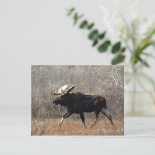 M10 Bull Moose Briefkaart (Staand voorkant)