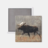 M10 Bull Moose Magneet (Voorkant / Achterkant)