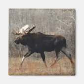 M10 Bull Moose Magneet (Voorkant)
