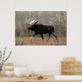 M10 Bull Moose Poster (Keuken)