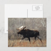 M10 Eland Briefkaart (Voorkant / Achterkant)