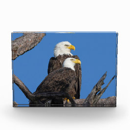 M15 & F23 - Een nieuw paar Fotoblokken