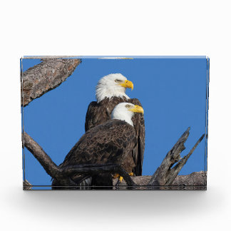 M15 & F23 - Een nieuw paar Fotoblokken