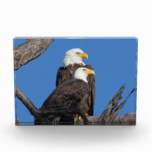 M15 & F23 - Een nieuw paar Fotoblokken (Voorkant)