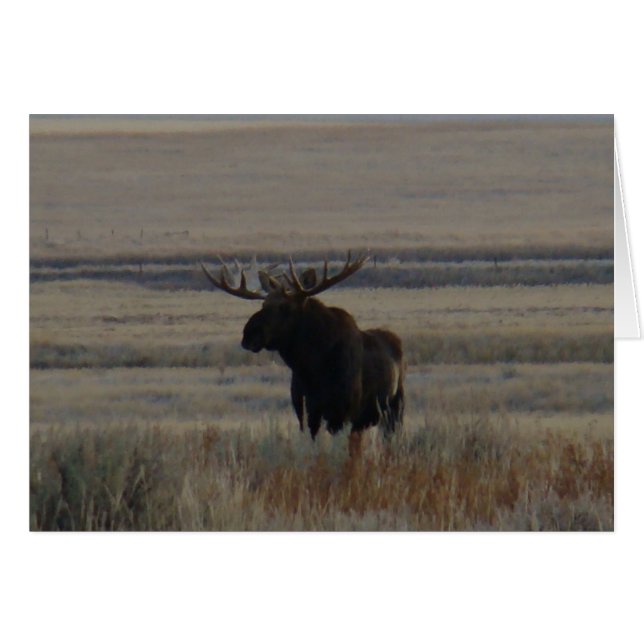 M1 Bull Moose (Voorkant Horizontaal)