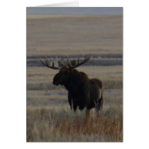 M1 Bull Moose