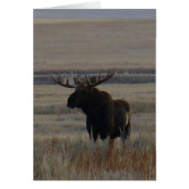 M1 Bull Moose