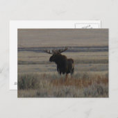 M1 Bull Moose Big Bull Briefkaart (Voorkant / Achterkant)