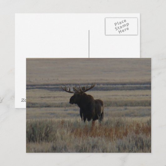 M1 Bull Moose Big Bull Briefkaart (Voorkant / Achterkant)