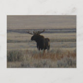 M1 Bull Moose Big Bull Briefkaart (Voorkant)