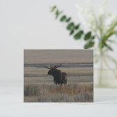 M1 Bull Moose Grote Stier Briefkaart (Staand voorkant)