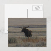 M1 Bull Moose Grote Stier Briefkaart (Voorkant / Achterkant)