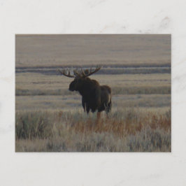 M1 Bull Moose Grote Stier Briefkaart