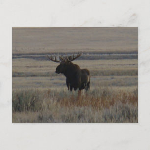 M1 Bull Moose Grote Stier Briefkaart