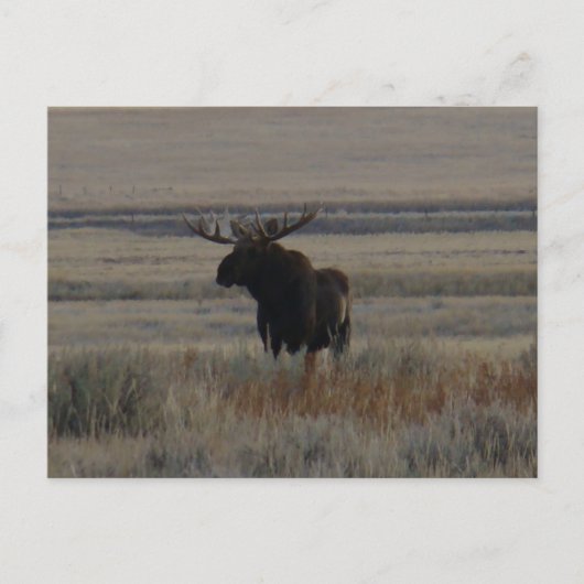 M1 Bull Moose Grote Stier Briefkaart (Voorkant)